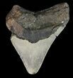 Bargain, Megalodon Tooth - North Carolina #47208-2